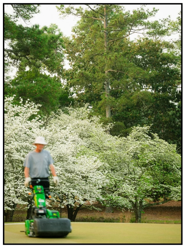 Dogwoods around Pinehurst No. 2